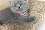 $280 : British Shorthair azul listo thumbnail