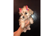 Cachorros en Los Angeles