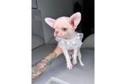 $250 : Teacup Chihuahua puppies thumbnail