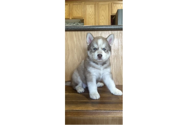 $400 : Siberian Husky Puppies image 1