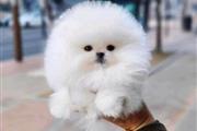 Cute Teacup Pomeranian Puppy en Los Angeles