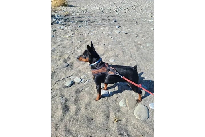 $1950 : Miniature Pinscher (min.pin) image 4