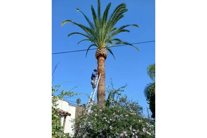 Mantenimiento de Jardines image 3