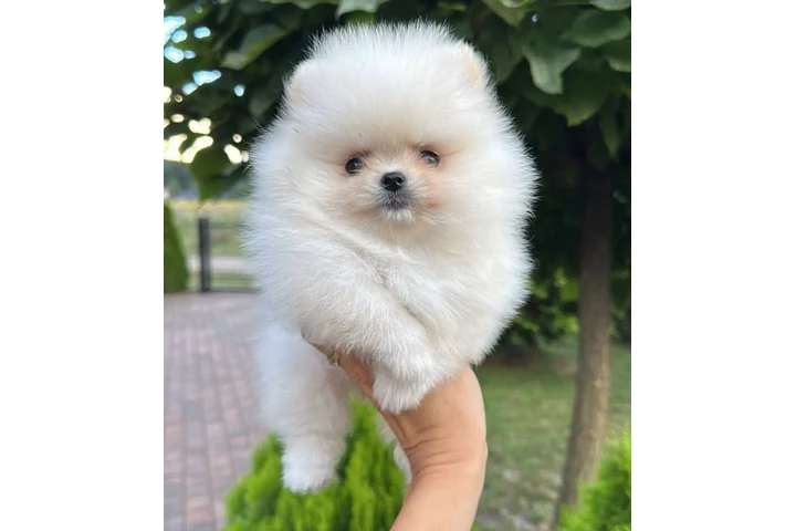 $400 : Pure Pomeranian  Available image 1