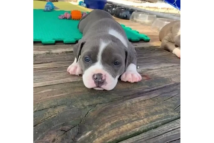$350 : Cachorros de pitbull image 3