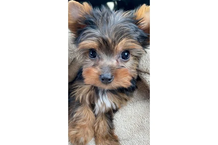 $425 : impresionante Yorkshire perros image 2