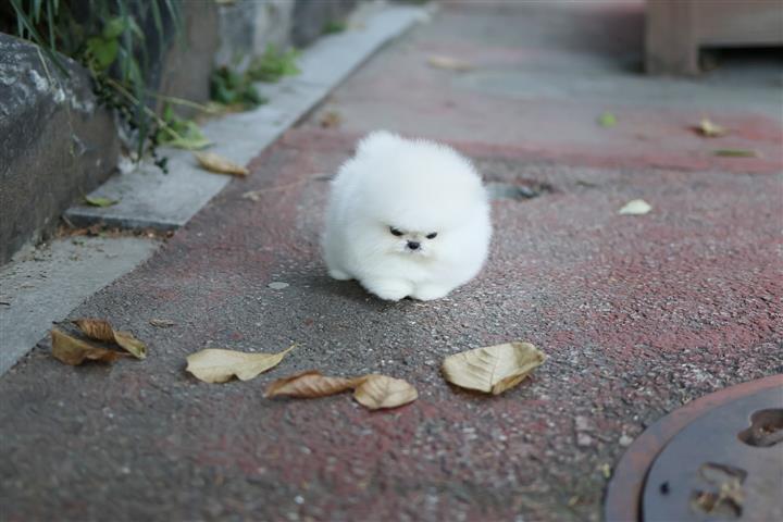 $250 : Teacup Pomeranian puppies image 6