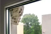 SUPERIOR BEE CONTROL thumbnail