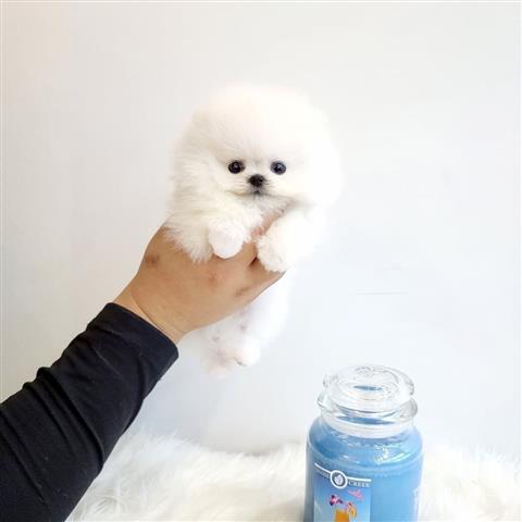 $250 : Teacup Pomeranian puppies image 4