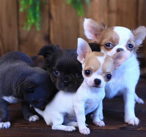 $500 : Adorable Chihuahua Puppies image 3