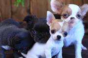 $500 : Adorable Chihuahua Puppies thumbnail