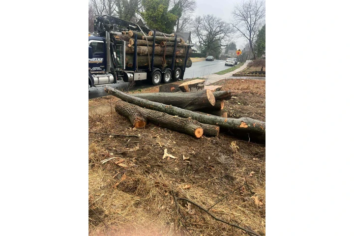 Servicio de Tree service image 5