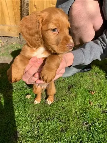 $500 : Cocker Spaniel Pups For Sale image 2