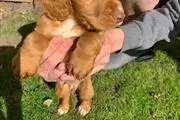 $500 : Cocker Spaniel Pups For Sale thumbnail