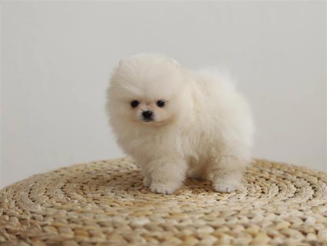 $400 : Pomeranian puppies for sale image 1