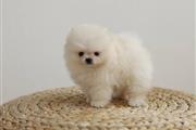 Pomeranian puppies for sale en Miami