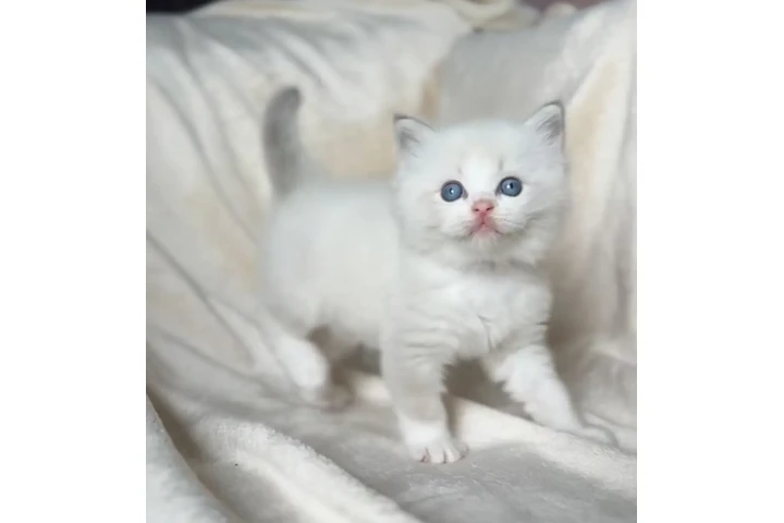 $250 : Gatitas Ragdoll hembras image 2