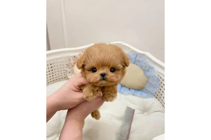 $400 : Teacup poodle puppy for sale image 1