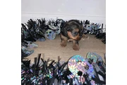 $350 : Cachorros yorkie taza de té thumbnail