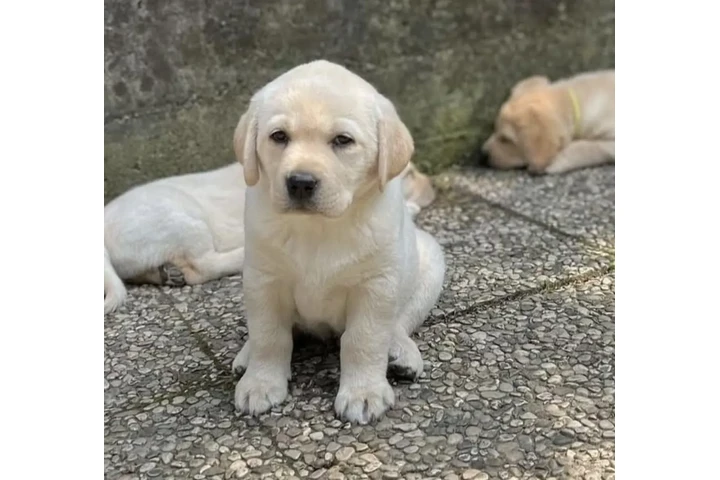 $500 : Labrador Retriever image 2