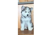 Siberian Husky Puppies en Los Angeles