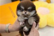 $250 : Pomeranian puppies thumbnail