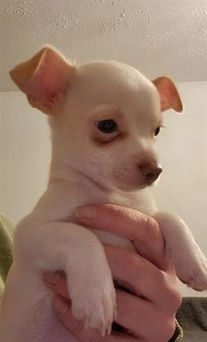 $500 : Amazing Chihuahua Puppies image 3
