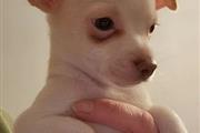 $500 : Amazing Chihuahua Puppies thumbnail