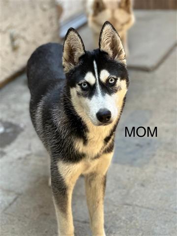 $100 : Husky Puppies image 9