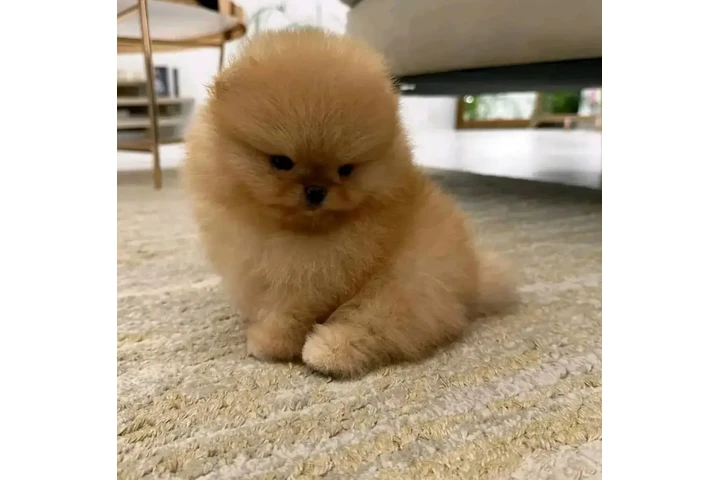 $400 : Pomeranian puppies and French image 4