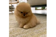 $400 : Pomeranian puppies and French thumbnail