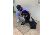 Dog Grooming a Domicilio thumbnail