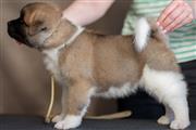 $500 : Akita puppies for sale. thumbnail