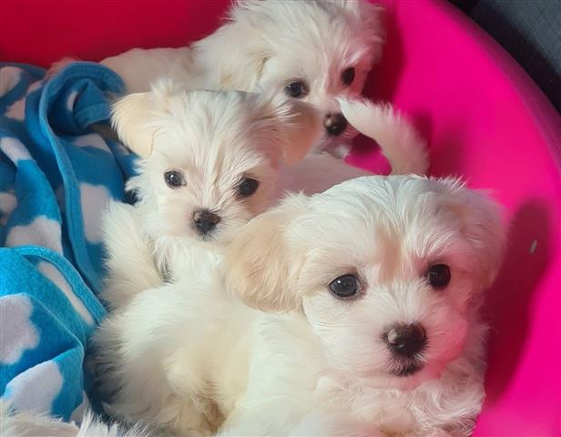 $500 : Maltese puppies for sale image 1