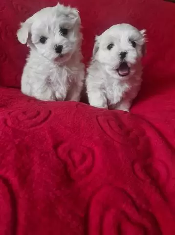 $450 : FOREVER LOVING MALTESE PUPPIES image 3