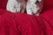 $450 : FOREVER LOVING MALTESE PUPPIES thumbnail