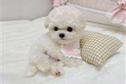 Stunning Toy Poodle Babies