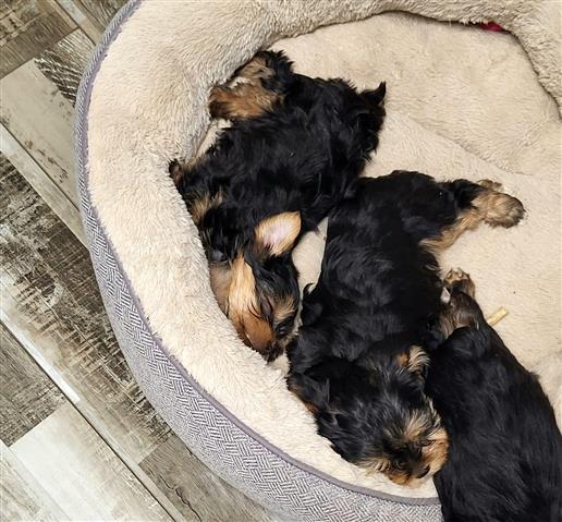 $450 : healthy yorkie puppies image 3