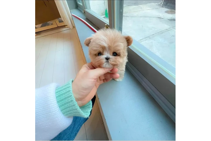 $350 : taza de té maltipoo image 2