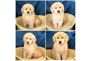 $400 : Cute Golden Retriever Puppies thumbnail