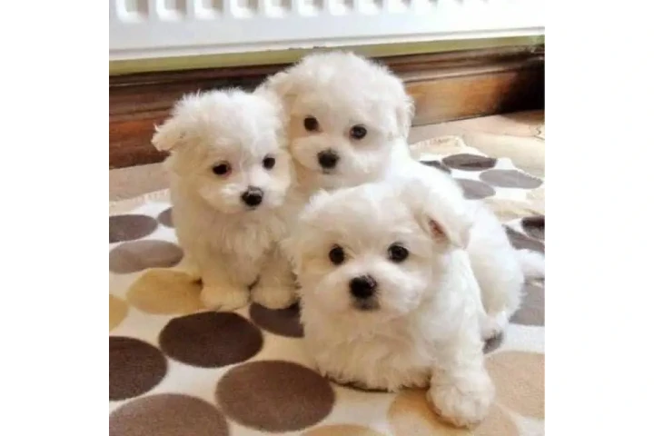 $550 : Hermosos cachorros malteses image 3