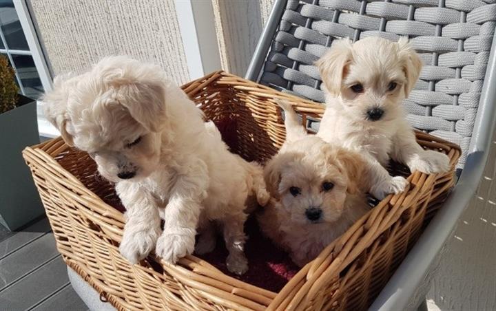 $550 : cachorros Maltipoo en adopcio image 1