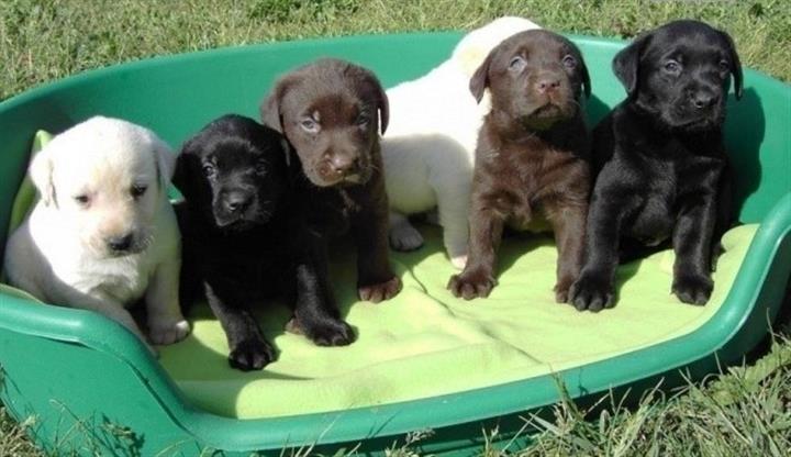 $600 : Labrador puppies for adoption image 1