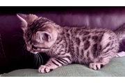 $1000 : Bengal Kitten FEMALE thumbnail