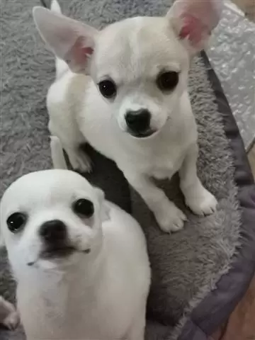 $400 : Stunning Chihuahua Pups image 1