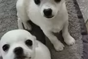 Stunning Chihuahua Pups en Portland ME