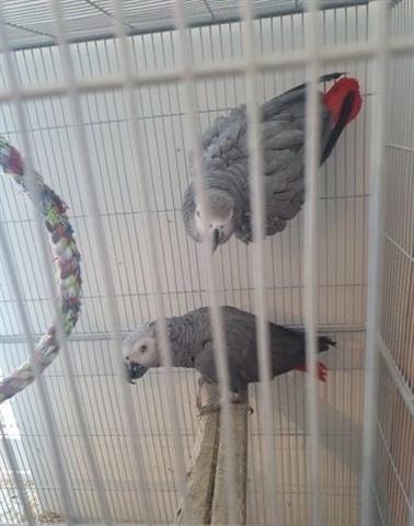 $100 : 😘 sweet baby grey parrots 😘 image 3