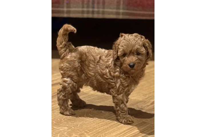 $400 : Cavapoo ready image 1