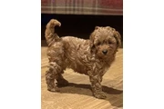 Cavapoo ready en Orange County