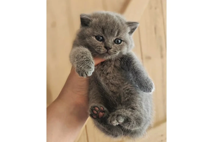 $240 : British Shorthair azul listo image 1